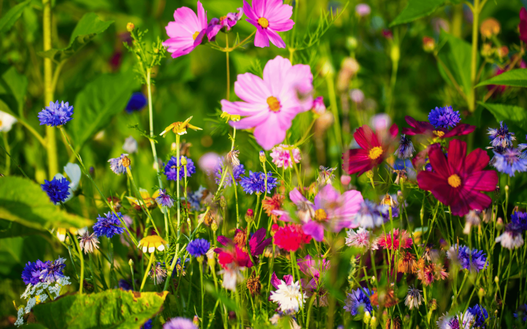 Geranie, Herzraum und das Fallen der Masken