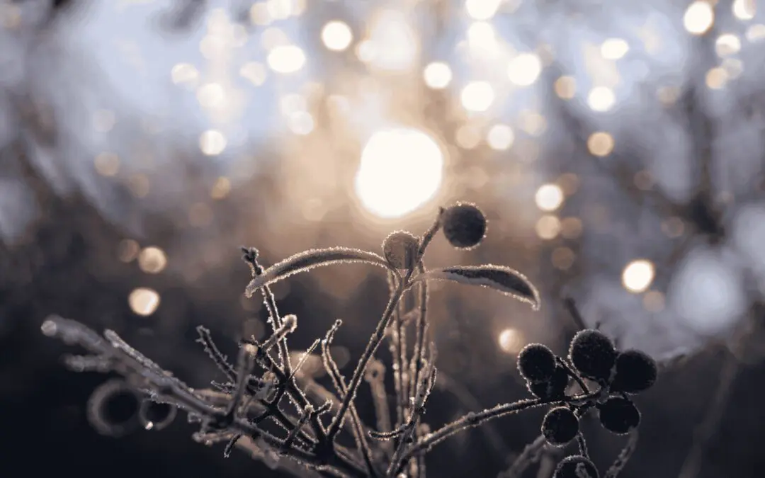 Dezember 2025