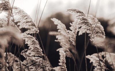 Januar