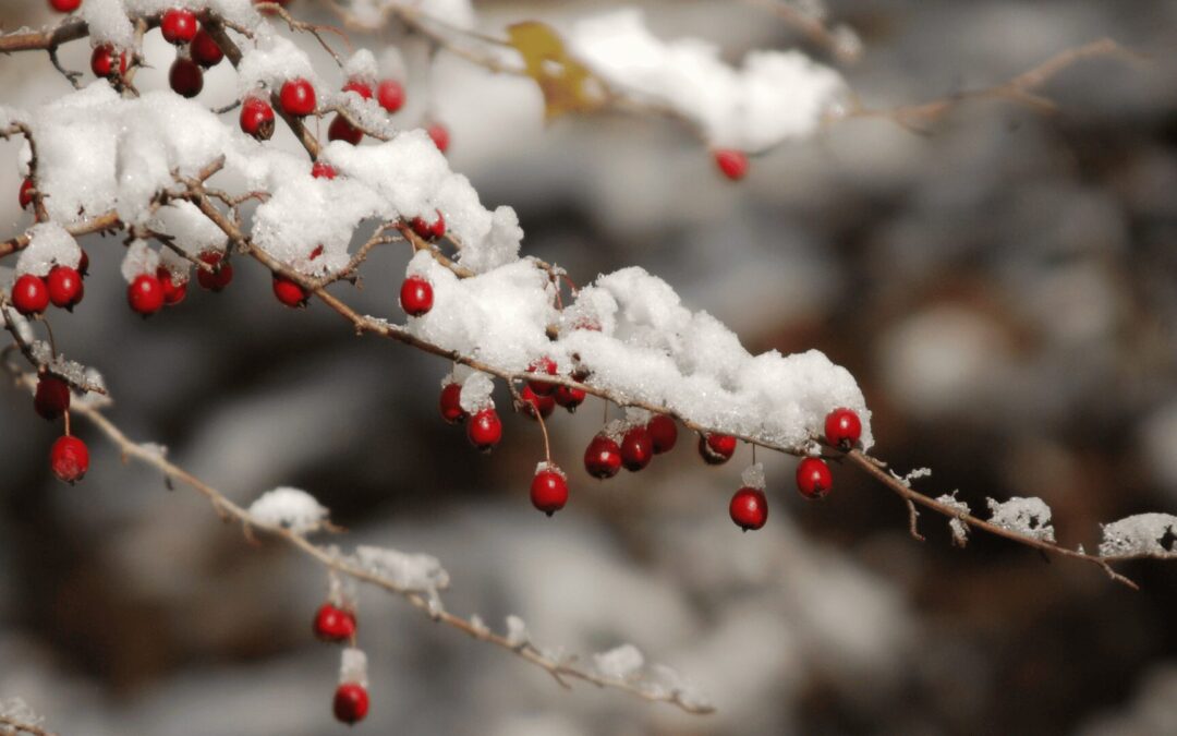 Februar: Loslassen und Ausrichten