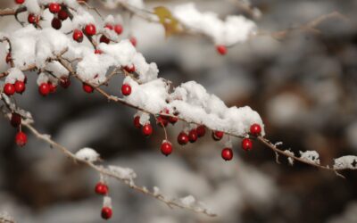 Februar: Loslassen und Ausrichten